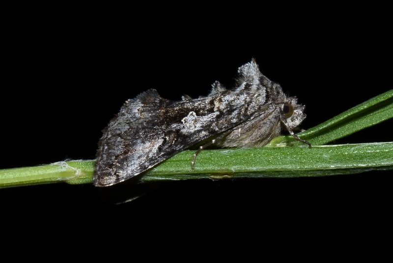 Syngrapha interrogationis